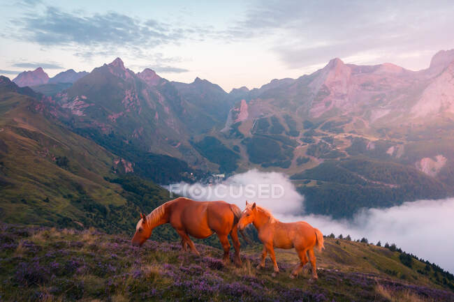 Cavallo bruno con puledro che pascola su pendio erboso in terreno montagnoso con formazioni rocciose in natura con nebbia — Foto stock