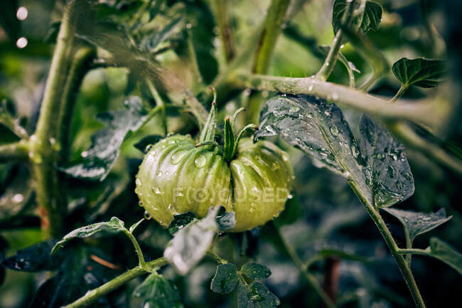 Closeup green tomato ripening with raindrops on branches of plant growing in agricultural field in countryside — Stock Photo