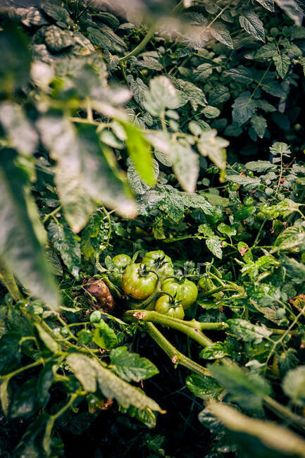 Closeup green tomatoes ripening with raindrops on branches of plant growing in agricultural field in countryside — Stock Photo