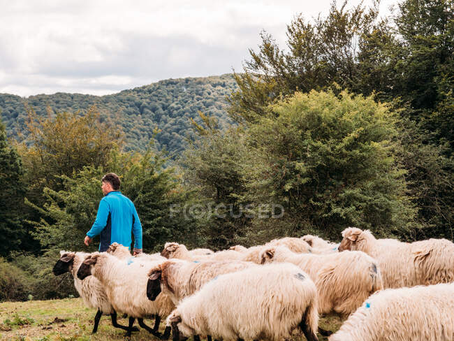 Обратный вид на неузнаваемого пастуха-мужчину в повседневной одежде, стоящего возле стада пушистых овец, пасущихся на травянистом лугу в живописной горной местности — стоковое фото