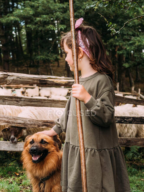 Side view of cute little girl caressing obedient Basque Shepherd Dog near enclosure with herd of sheep in farm — Stock Photo