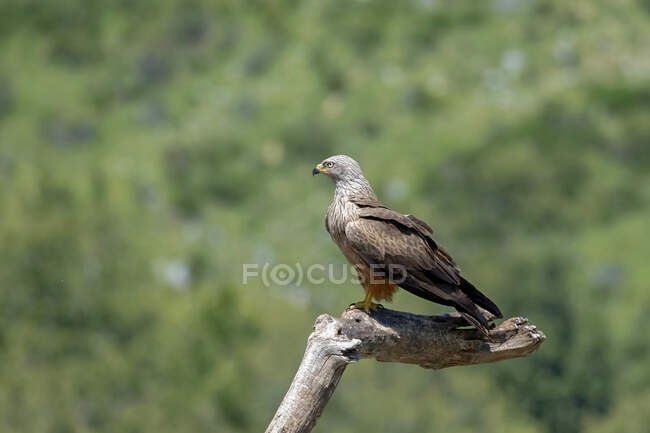 Side view of diurnal raptor Milvus milvus bird sitting on tree branch in natural habitat — Stock Photo