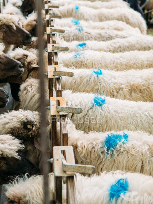 From above of blue colored markings on wool of sheep feeding in farm in daytime — Stock Photo