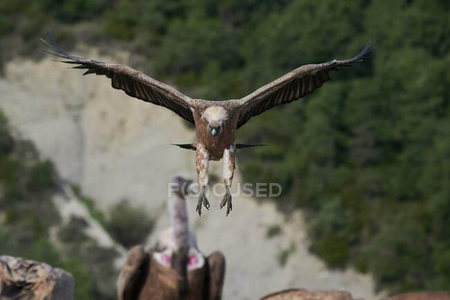 Gänsegeier mit braunem Gefieder fliegt an sonnigen Tagen in natürlicher Umgebung in den Pyrenäen — Stockfoto