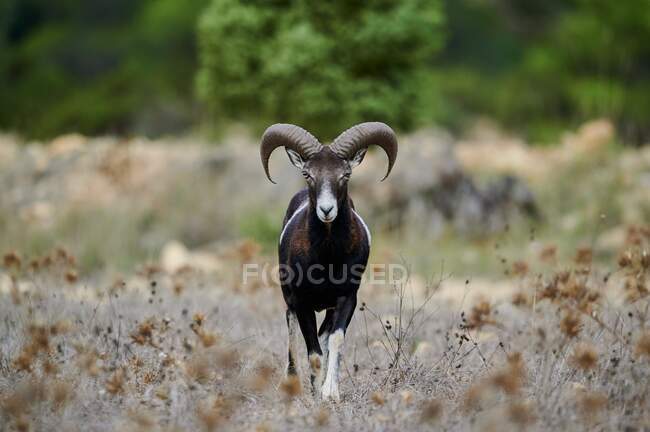 Giovane muflone maschile con piccole corna in piedi in habitat naturale nella giornata di sole e guardando la fotocamera — Foto stock