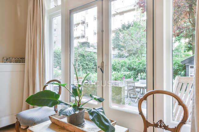 Cadeiras clássicas e mesa com planta tropical crescendo em vaso contra janelas em casa à luz do dia — Fotografia de Stock