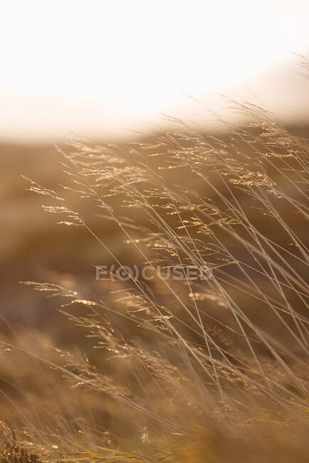 Paesaggio pittoresco di erba dorata secca che cresce sul campo nella giornata di sole in terreno montagnoso in Islanda — Foto stock