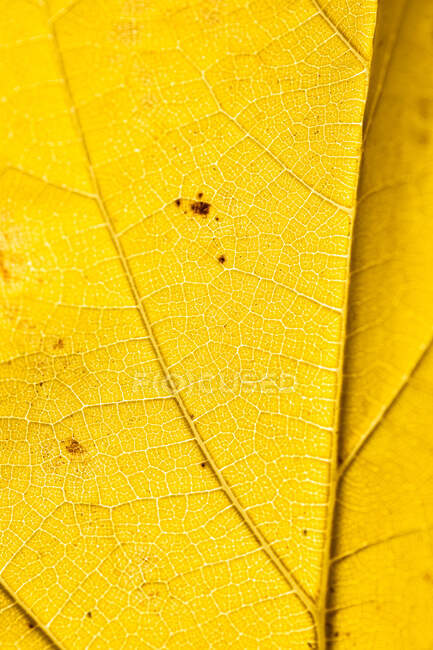 Closeup of bright yellow thin dry autumn leaf with veins for full frame abstract background — Stock Photo