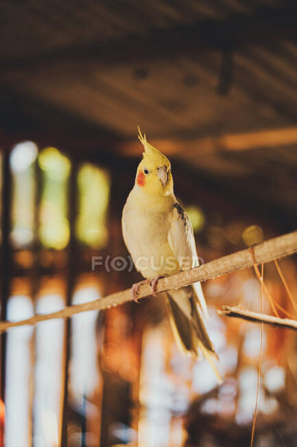 Dal basso di pappagallo cockatiel con piumaggio giallo e macchie rosse seduti su ramo d'albero sotto il tetto di legno alla luce del sole — Foto stock