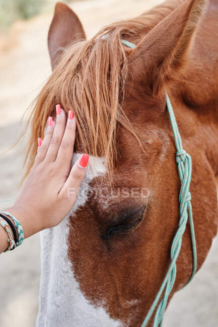 Donna anonima coccole cavallo marrone con briglia con mano sul muso su terreno sabbioso alla luce del giorno in azienda agricola — Foto stock