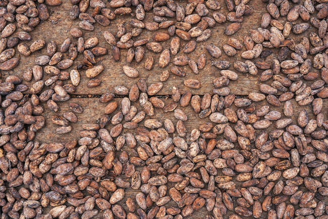 Верхній вигляд сирих коричневих какао-бобів, розміщених на дерев'яному столі під час збору врожаю на острові Со Том і Принсіпі удень. — стокове фото