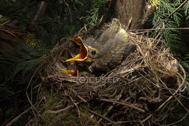 High angle of nest on tree with adorable fluffy song thrush chicks with opened beaks in green forest — Stock Photo