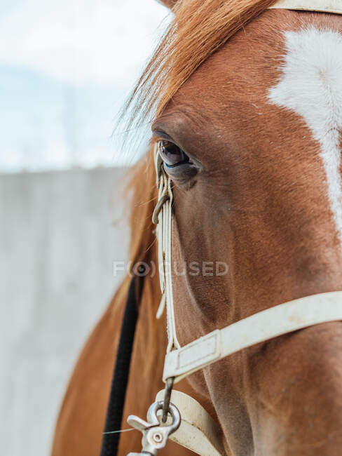 Head of chestnut horse in harness with forelock standing in paddock in countryside in sunlight — Stock Photo