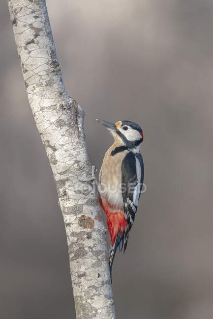 Вид збоку милий середній плямистий птах з червоною головою, що стоїть на стовбурі дерева в денне світло — стокове фото