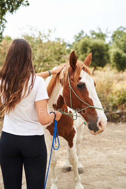 Back view of unrecognizable woman petting horse with bridle in hand while standing on sandy ground near barrier and plants in daylight in farm — Stock Photo
