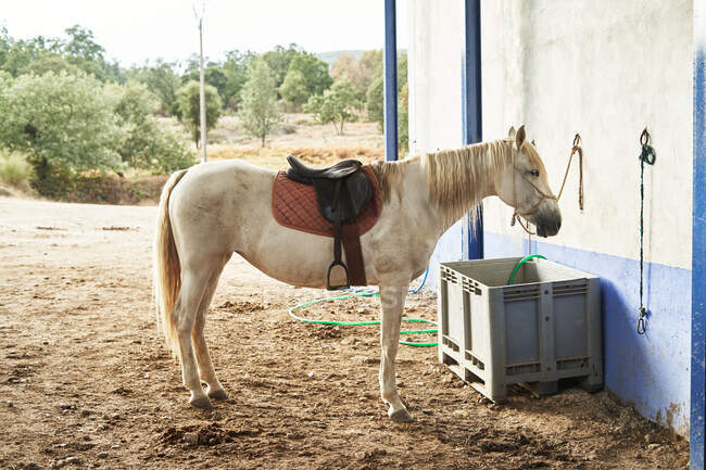 Seitenansicht des grauen Pferdes mit Seil und Sattel in der Nähe von Box und Hauswand in Bauernhof in der Nähe von Pflanzen und Bäumen — Stockfoto