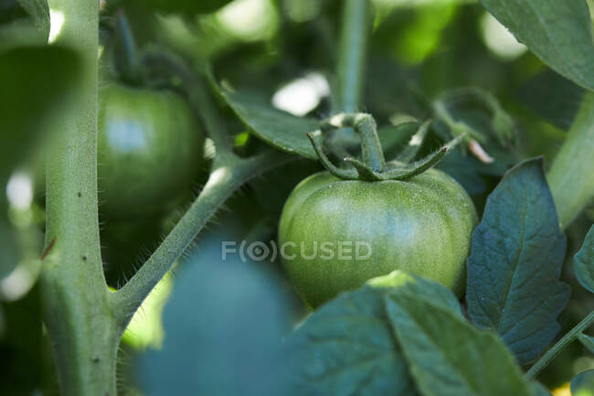 Gros plan tomates vertes mûrissant sur les branches de plantes cultivées dans les champs agricoles à la campagne — Photo de stock