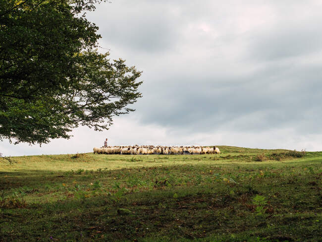 Distant unrecognizable male shepherd driving herd of sheep on grassy meadow against cloudy sky in picturesque countryside — Stock Photo