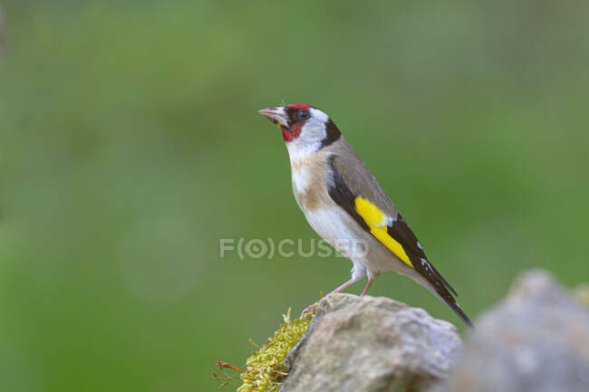 Side view of cute European goldfinch bird standing on stone in nature on sunny day — Stock Photo