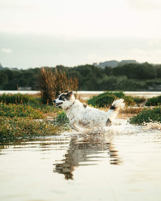 Entzückender weißer Hund mit braunen Flecken läuft auf Grasboden in plätscherndem See in Ufernähe gegen Wald mit Tress in der Natur — Stockfoto