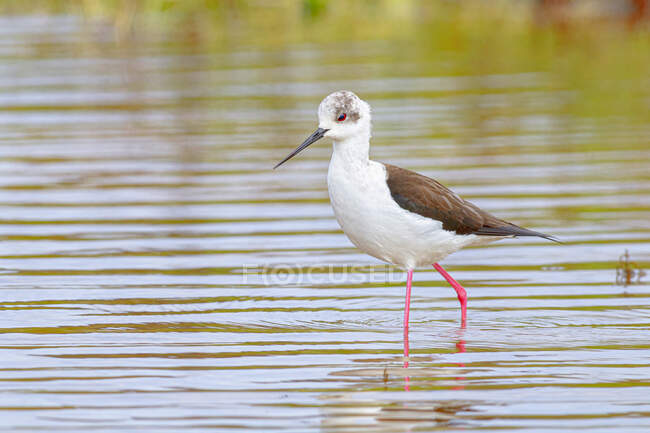 Lonely black winged stilt bird standing in shallow water of lake on sunny day in park — Stock Photo