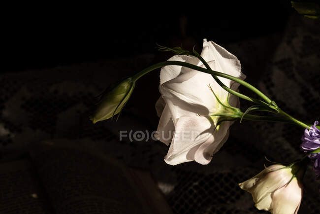Zarte weiße blühende Lisianthus-Blume auf grünem Stiel für Raumdekoration bei Sonnenlicht — Stockfoto
