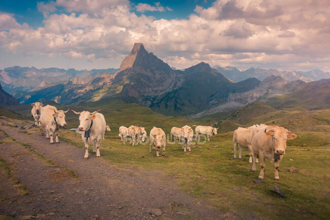 Manada de vacas caminando en un campo herboso cerca del camino rural mientras pastorean en la naturaleza contra las montañas rocosas en el día de verano. - foto de stock