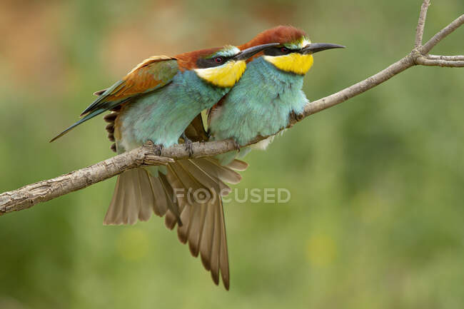 Pequenos comedores de abelhas com plumagem colorida sentados em galhos de árvores em habitat natural — Fotografia de Stock