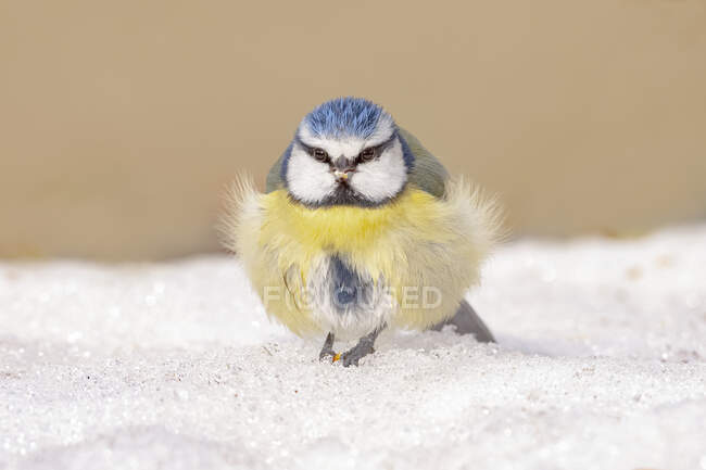 Ground level of cute fluffy Eurasian blue tit standing on snow on sunny winter day — Photo de stock