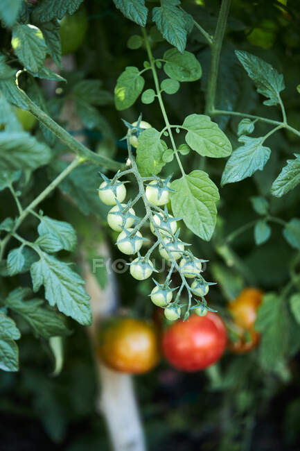Piccoli pomodori ciliegini acerbi che crescono su ramoscello di pianta in azienda agricola nella zona rurale — Foto stock
