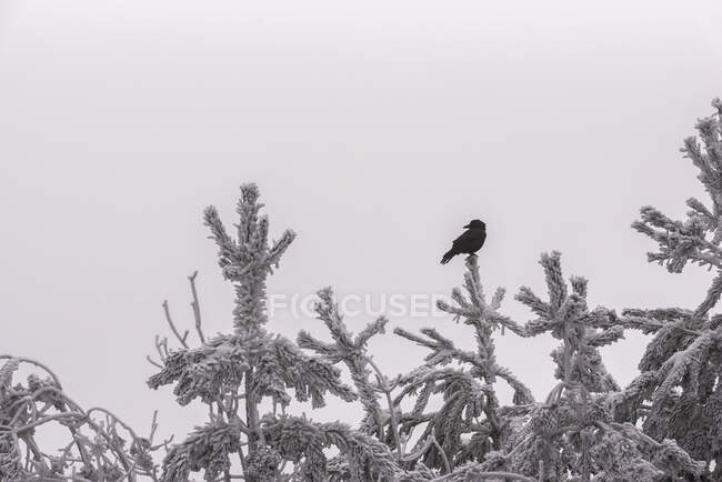 Oiseau noir assis au sommet d'un conifère couvert de givre contre le ciel couvert dans les bois le jour d'hiver dans le parc national d'Espagne — Photo de stock