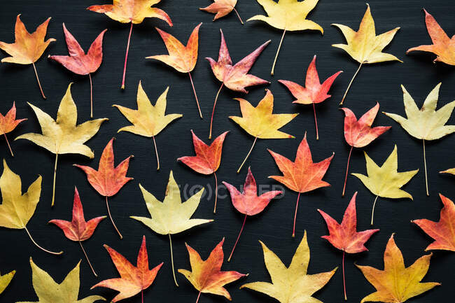 Верхний вид полный кадр композиции ярких разноцветных сушеных осенних листьев на черном фоне — стоковое фото