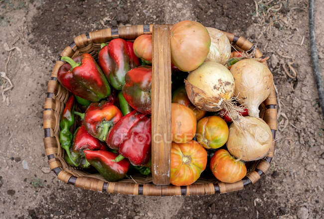 Vista superior de pimientos frescos y tomates rojos maduros colocados en canasta de mimbre con montón de cebollas en el jardín - foto de stock