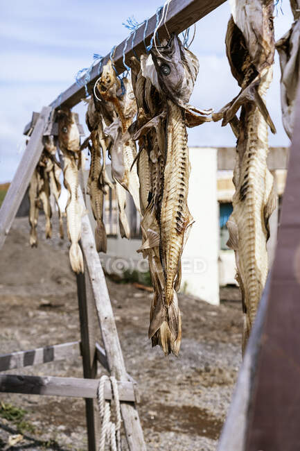 Row of dried cod fish hanging on wooden railing placed on ground near house in countryside in sunny day — Stock Photo