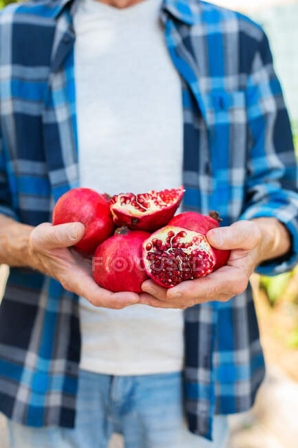 Анонімний чоловічий садівник врожаю, що показує жменьку свіжих підібраних гранат з червоним насінням під час збору врожаю в саду в літній день — стокове фото