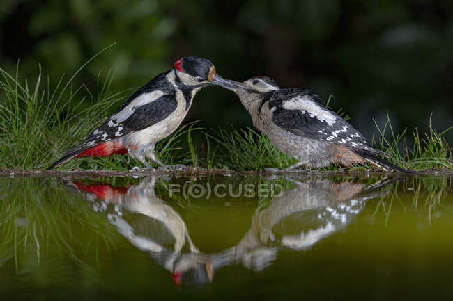 Side view of adorable great spotted woodpecker birds kissing near pond water in green park on sunny day — Stock Photo