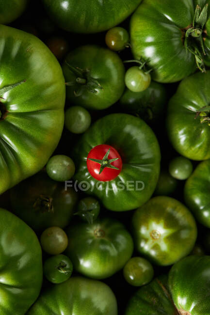 D'en haut d'une tomate mûre sur un bouquet de tomates vertes — Photo de stock