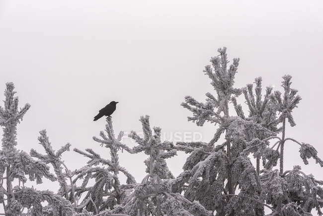 Черная птица, сидящая на вершине хвойного дерева, покрытого инеем против пасмурного неба в лесу в зимний день в национальном парке Испании — стоковое фото