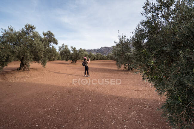 Side view of content Asian female traveler surfing cellphone while standing on footpath near plantation with lush green olive trees — Stock Photo