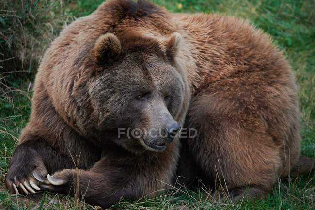Urso castanho selvagem deitado na relva na madeira — Fotografia de Stock
