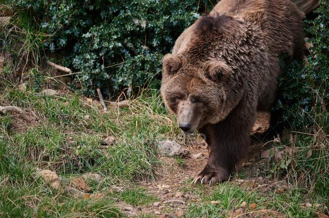 Бурый медведь в траве на дереве — стоковое фото