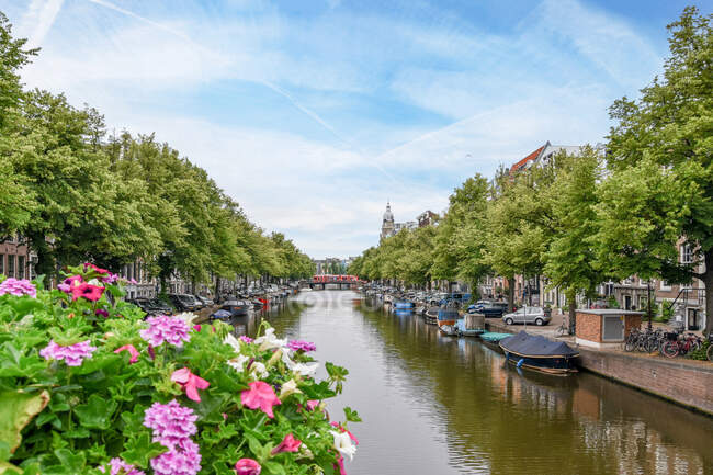 Pintoresco paisaje de exuberantes plantas en flor y árboles verdes que crecen cerca del canal tranquilo que fluye entre edificios residenciales en Amsterdam contra el cielo azul nublado - foto de stock