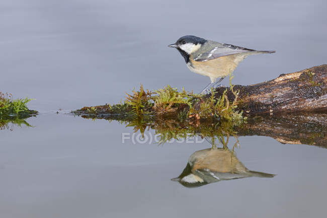 Side view of graceful Coal tit passerine bird with red breast sitting on rock in peaceful lake in daylight — Fotografia de Stock