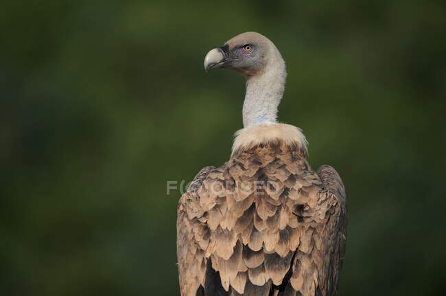 Brown feathered griffon vulture on green background on sunny day in Pyrenees — Stock Photo