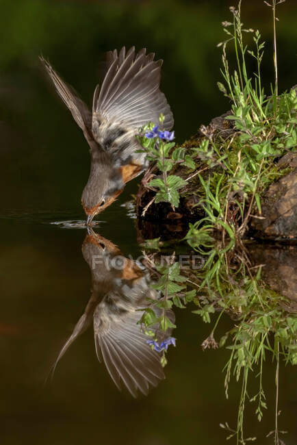 Side view of cute European robin bird soaring over lake with spread wings and drinking water — Stock Photo