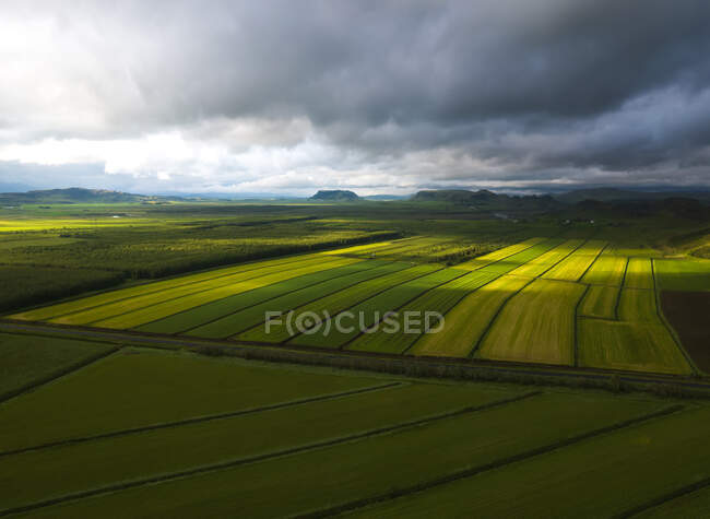 Drone ver linhas de plantações agrícolas verdes cultivadas no campo sob céu nublado na natureza no dia de verão na Islândia — Fotografia de Stock