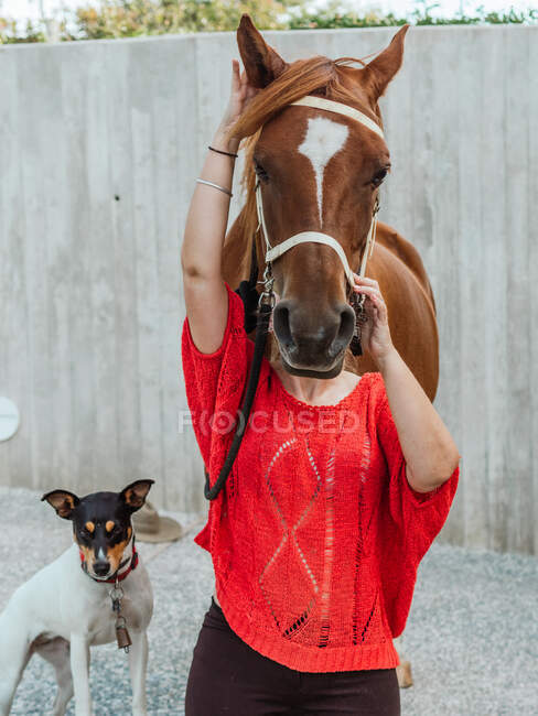 Crop anonymous female hiding face behind muzzle of chestnut horse in harness in paddock — Stock Photo