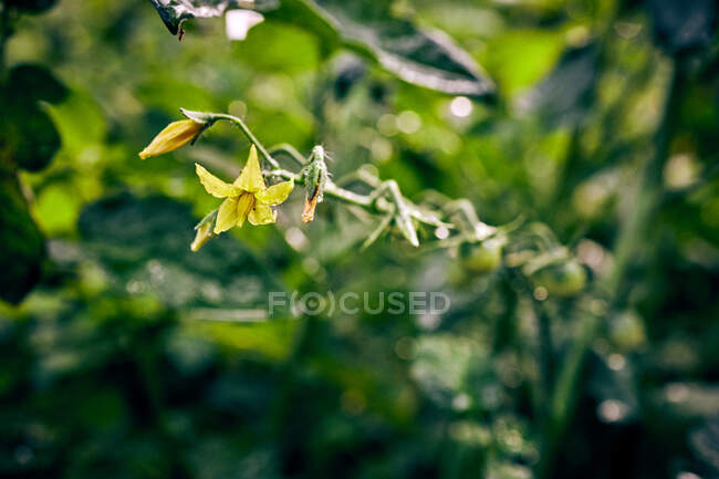 Высокий угол соцветия Solanum lycopersicum растет в зеленых листьях, культивируемых в сельском хозяйстве в солнечный день — стоковое фото