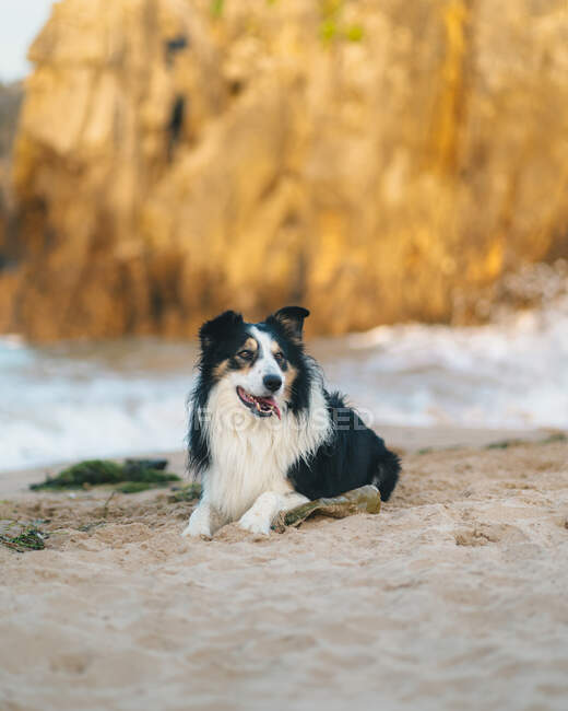 Cão bonito Border Collie preto com manchas brancas deitado na costa perto do mar ondulando contra penhasco rochoso na natureza no dia de verão — Fotografia de Stock