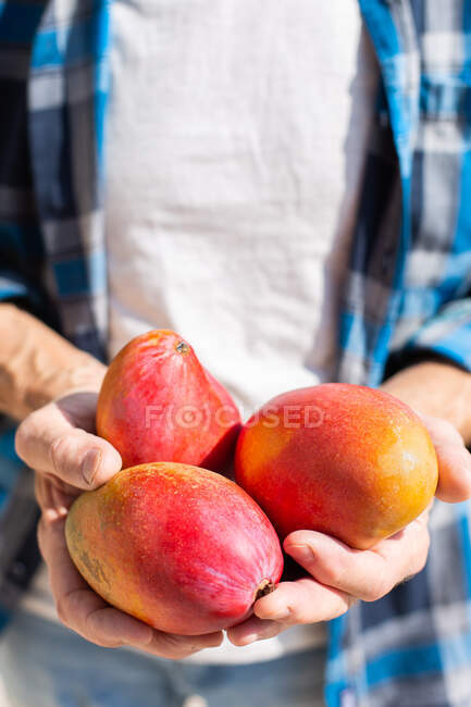 Ein anonymer Landwirt demonstriert eine Handvoll frischer, bunter Mangos, während er während der Erntezeit am sonnigen Tag im Garten steht — Stockfoto